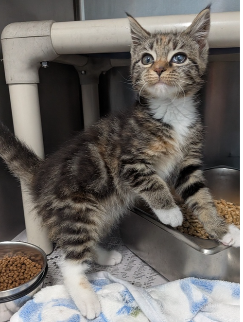 Heidi, a cat for adoption from It Takes A Village No-Kill Rescue