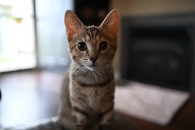 Josephine - Domestic Short Hair