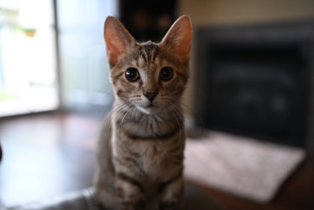 Josephine