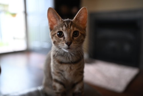 Josephine, Domestic Short Hair