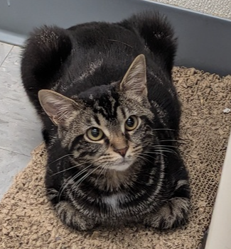 Nevada, a cat for adoption from It Takes A Village No-Kill Rescue