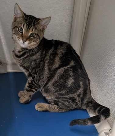 Tahoe, a cat for adoption from It Takes A Village No-Kill Rescue