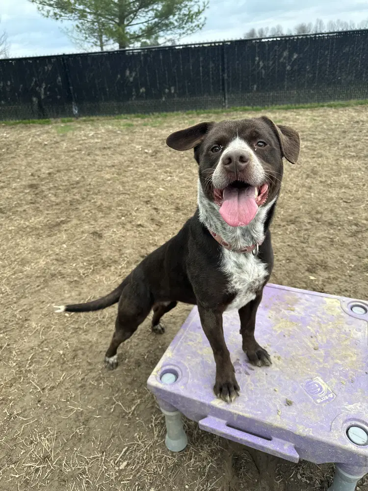 Lucille - Cattle Dog