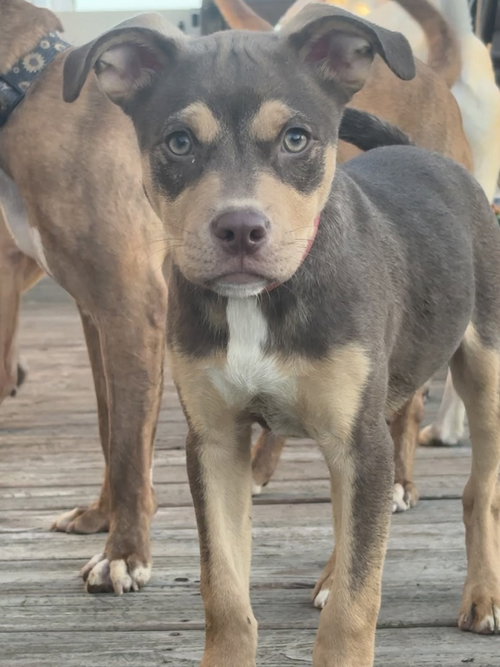 Petrov, a dog for adoption from It Takes A Village No-Kill Rescue
