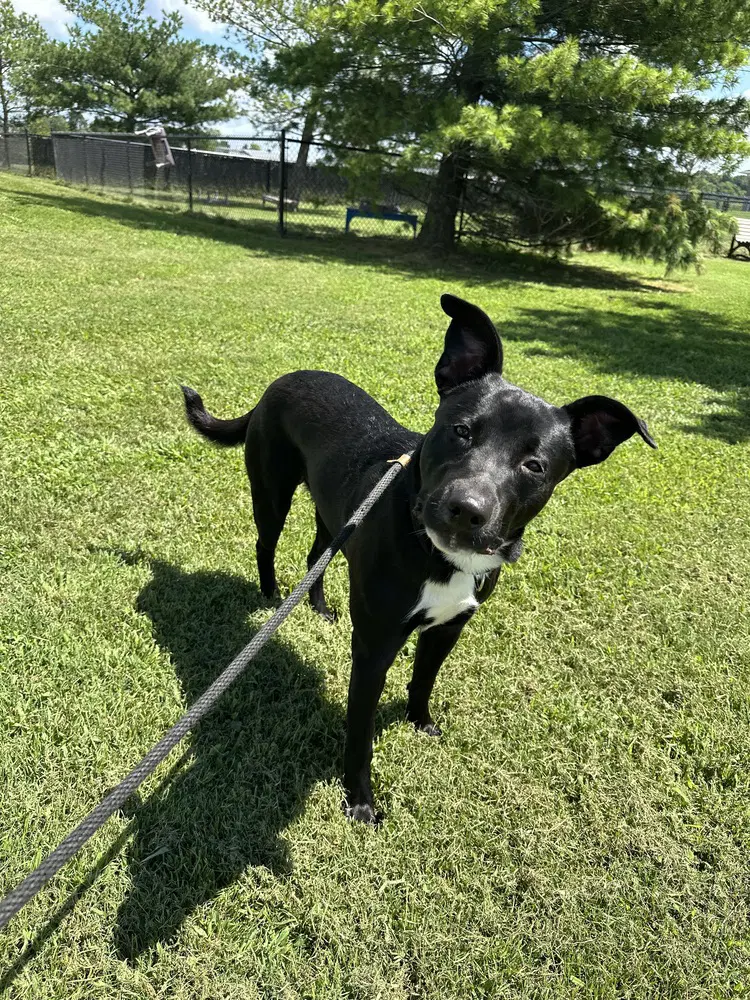 Jana Rocket - Border Collie