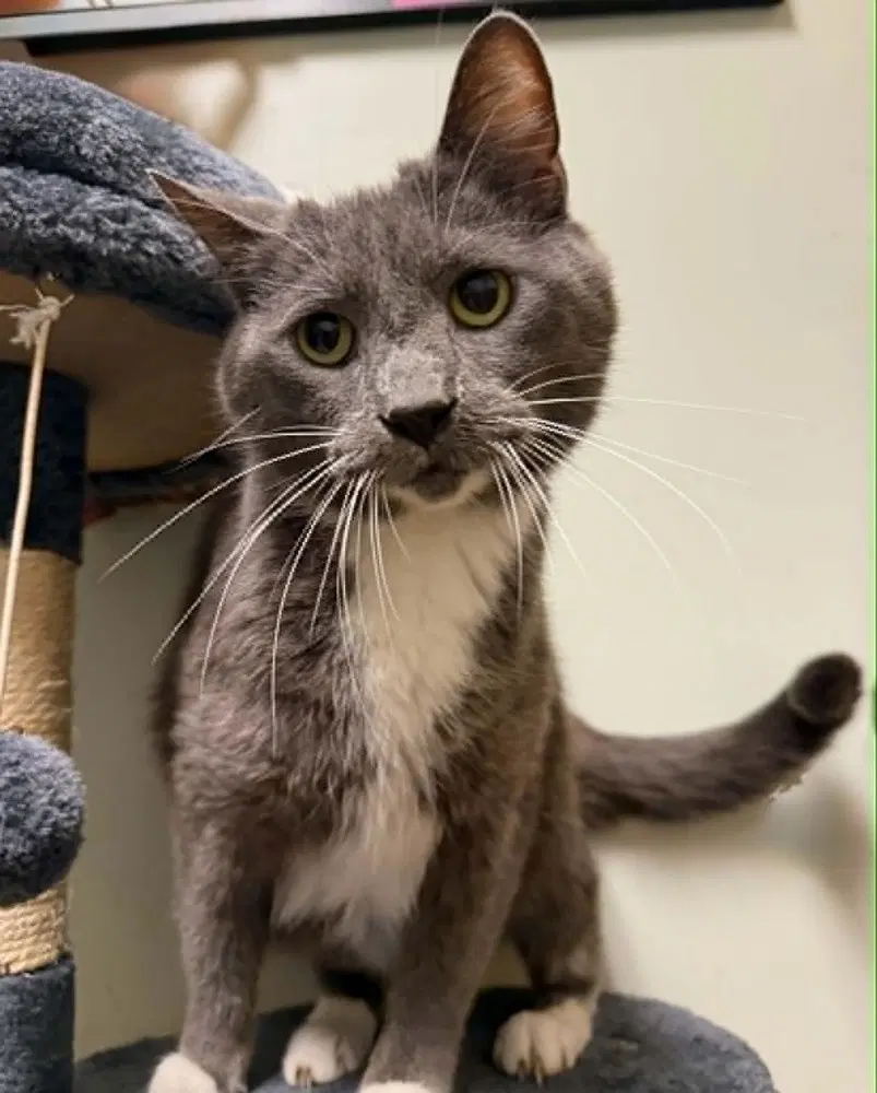Rahn - Domestic Short Hair