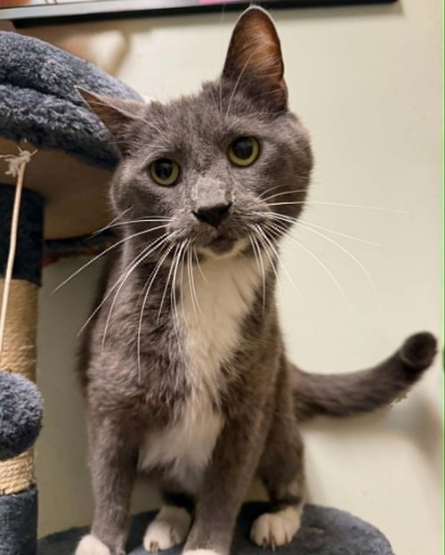 Rahn, a cat for adoption from It Takes A Village No-Kill Rescue