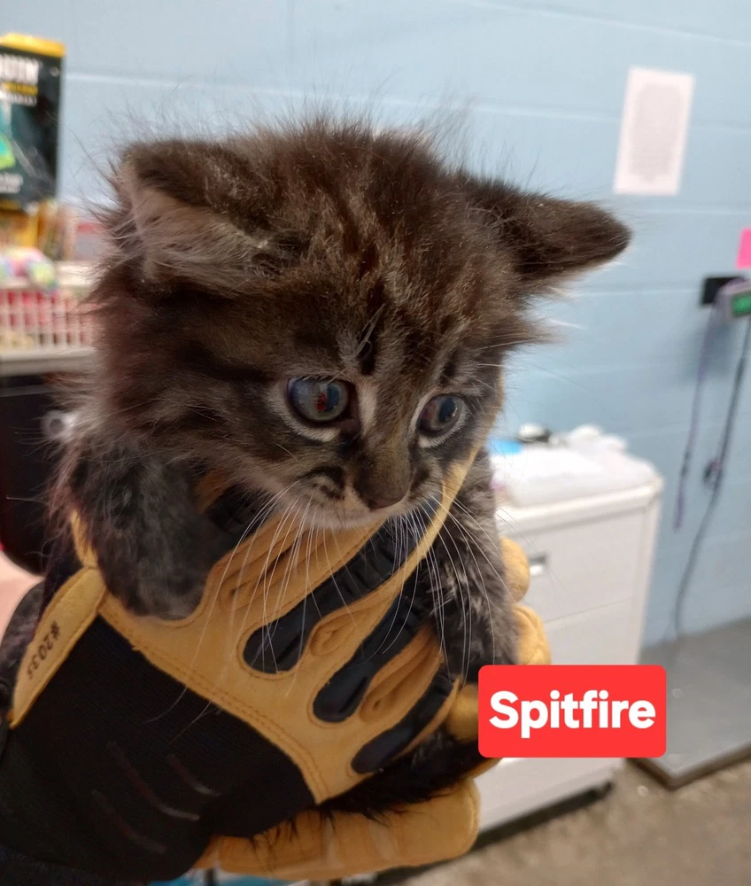 Spitfire