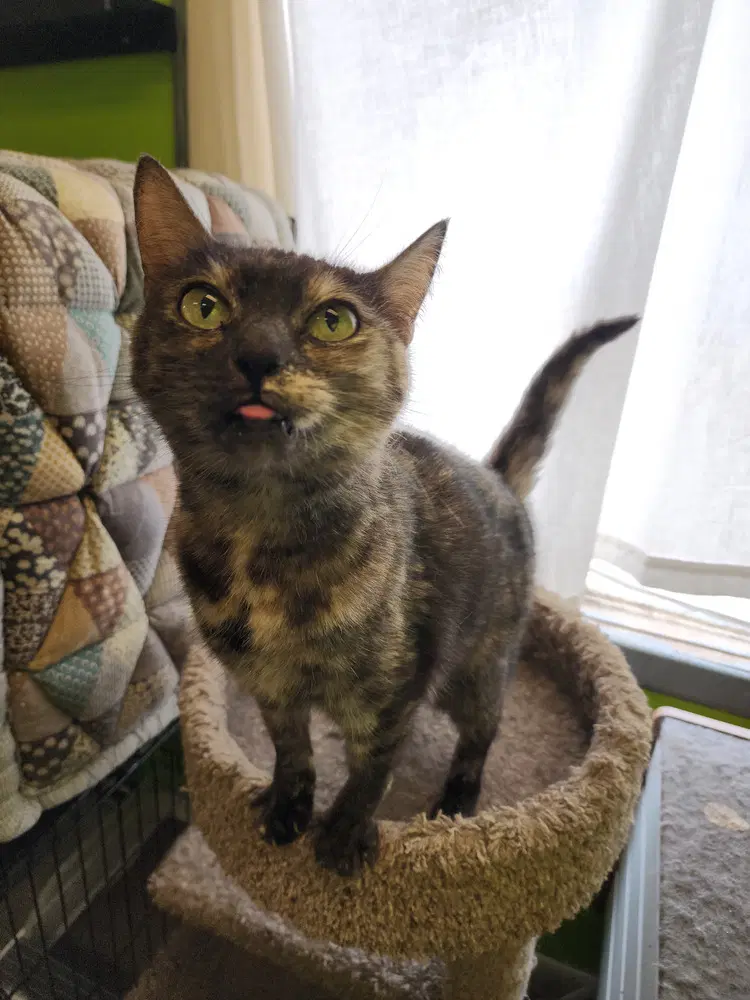 Misty - Domestic Short Hair