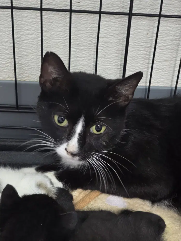 Celine - Domestic Short Hair
