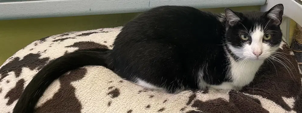 Freddy - Domestic Short Hair