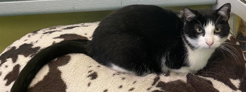 Freddy, a cat for adoption from It Takes A Village No-Kill Rescue