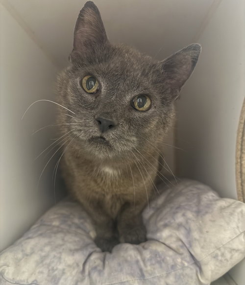 Rocko, a cat for adoption from It Takes A Village No-Kill Rescue