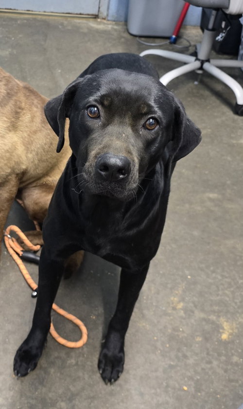 Snow White, a dog for adoption from It Takes A Village No-Kill Rescue