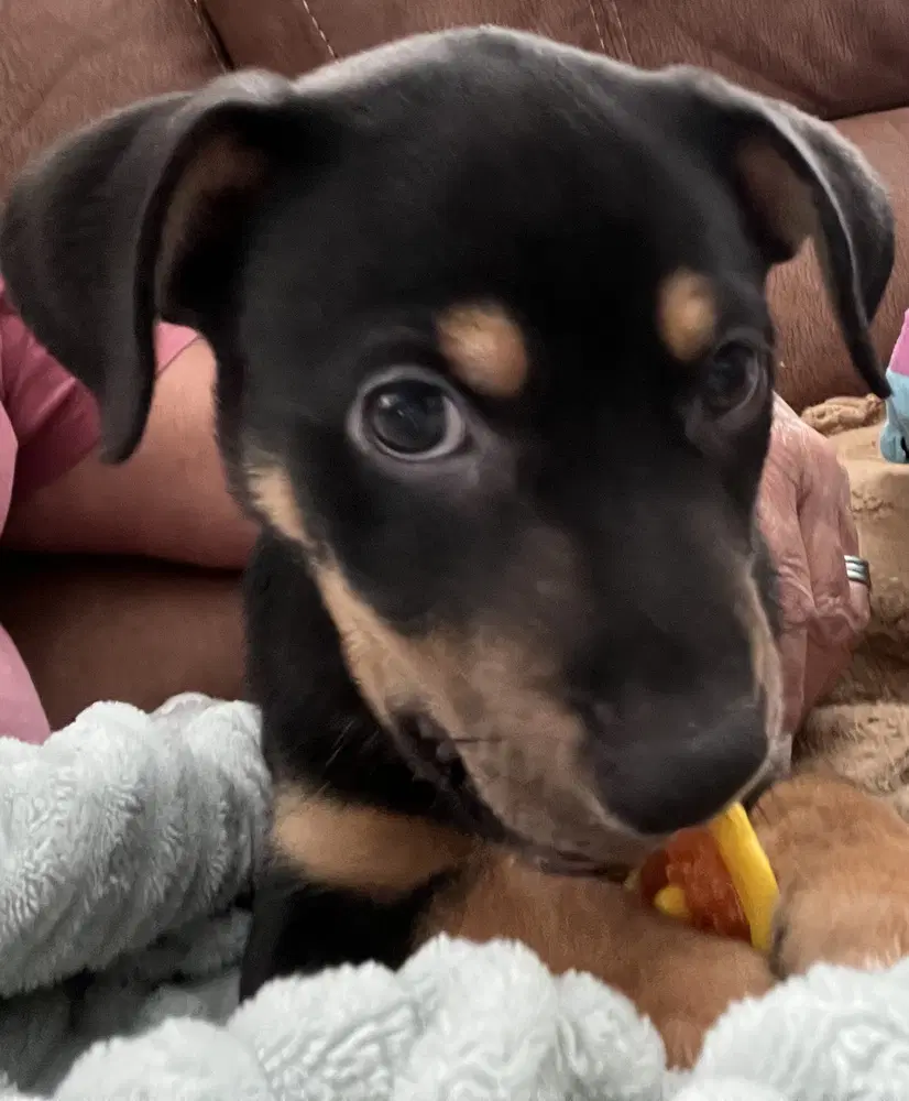 Filmore - Pit Bull Terrier