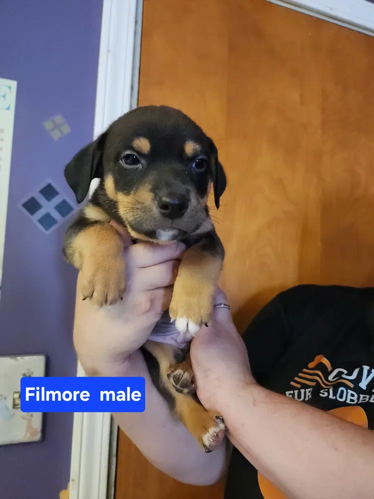 Filmore image 2