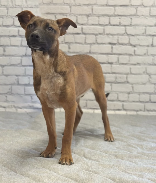 Buddy M, a dog for adoption from It Takes A Village No-Kill Rescue