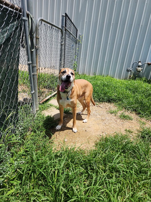 Creed, a dog for adoption from It Takes A Village No-Kill Rescue