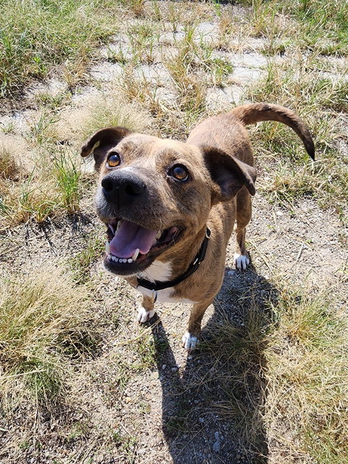 Deluna, a dog for adoption from It Takes A Village No-Kill Rescue