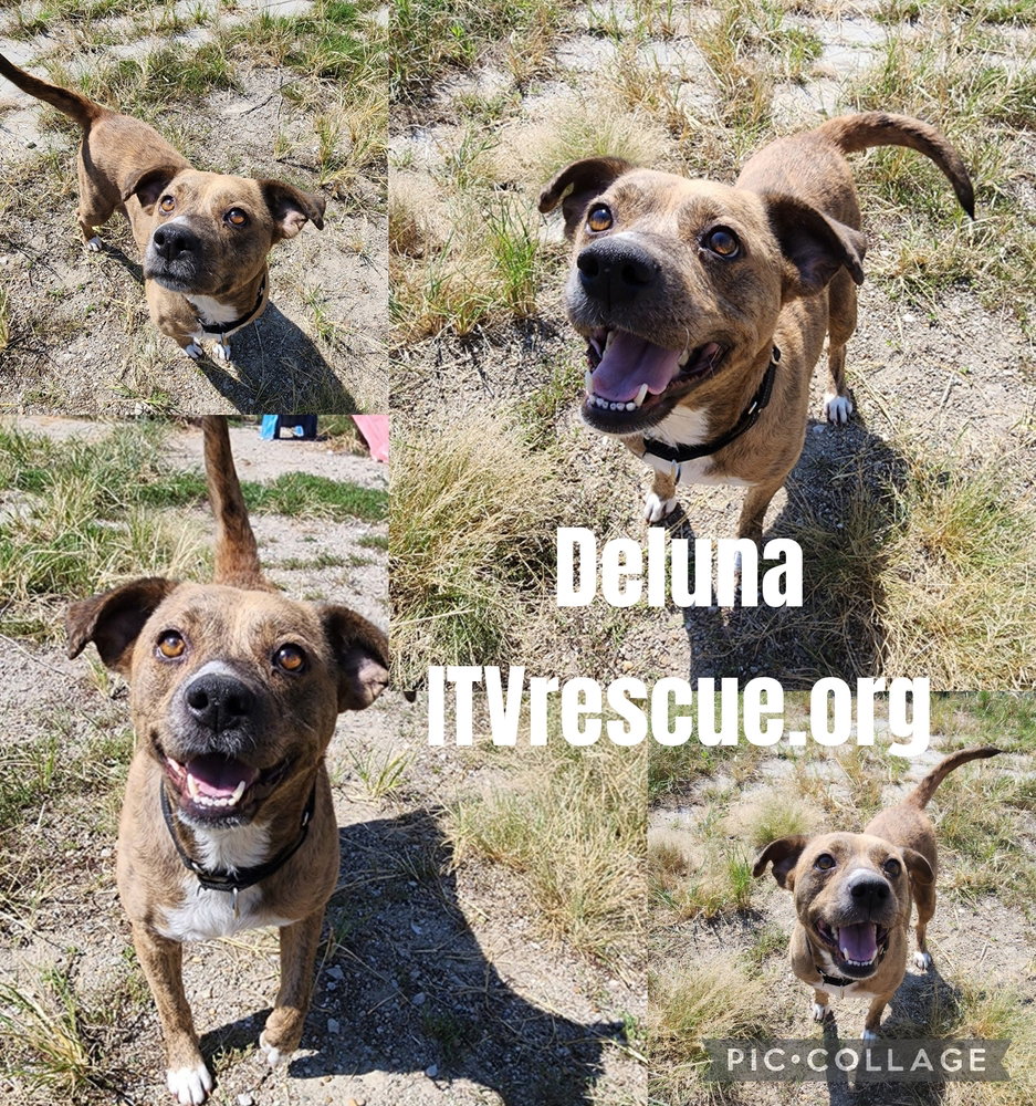 Deluna, photo 2