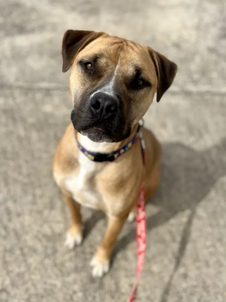 Sawyer - Boxer
