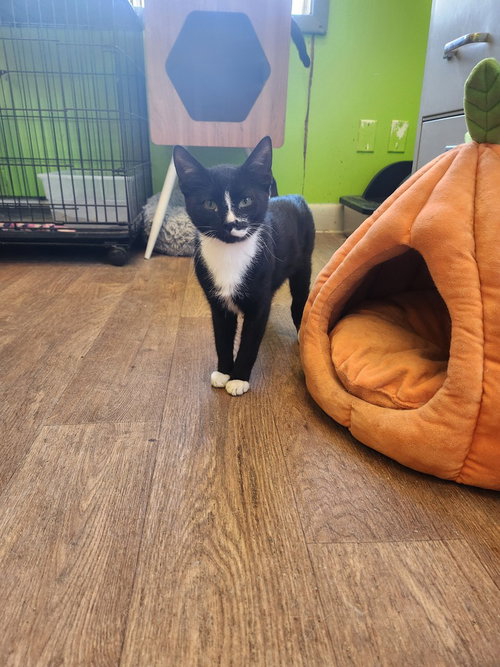 Troll, a cat for adoption from It Takes A Village No-Kill Rescue