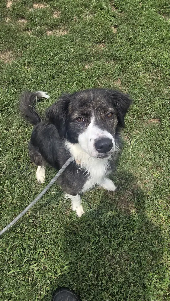 King Chief - Collie