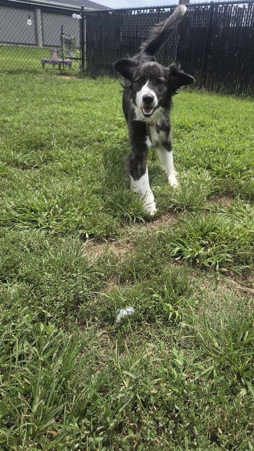 Photo 2 of King "Chief