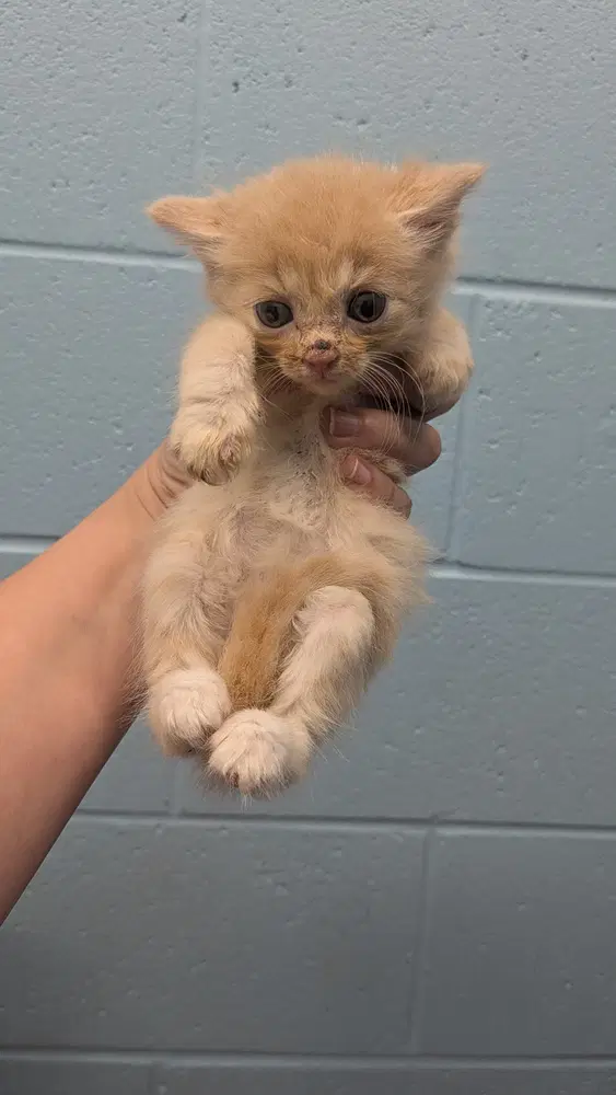 Xenon - Domestic Short Hair