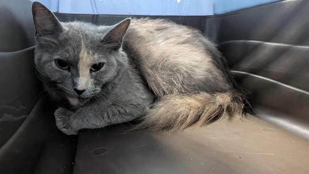 Iron Maiden - Domestic Medium Hair