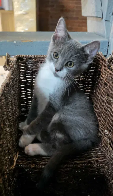 Equal - Domestic Short Hair