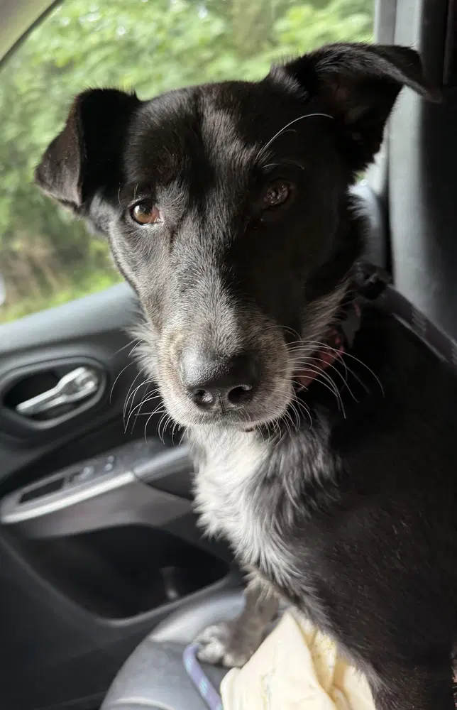 Tahlia - Border Collie