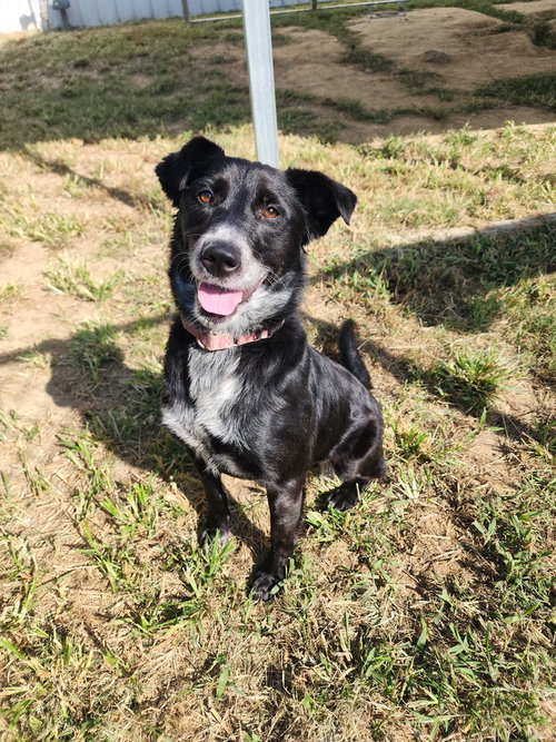 Tahlia, a dog for adoption from It Takes A Village No-Kill Rescue