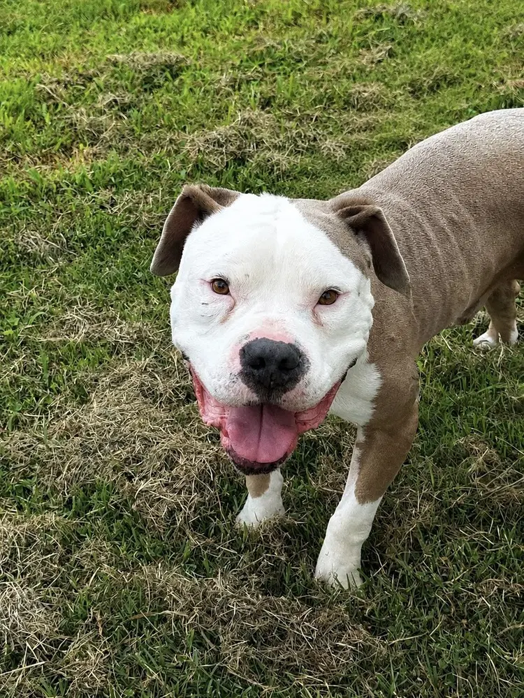 Boss - American Pit Bull Terrier
