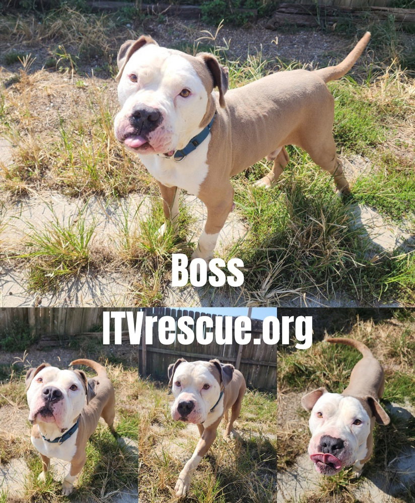 Boss, photo 2