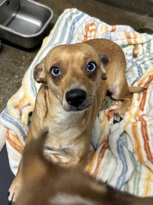 Piper, a dog for adoption from It Takes A Village No-Kill Rescue