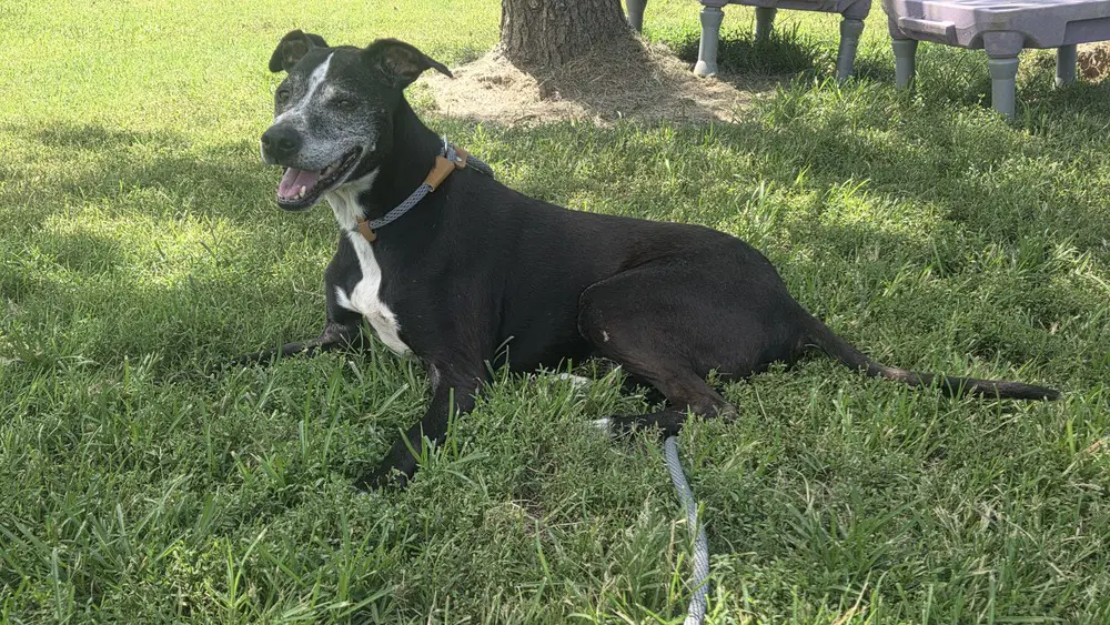 Bandit - Pit Bull Terrier