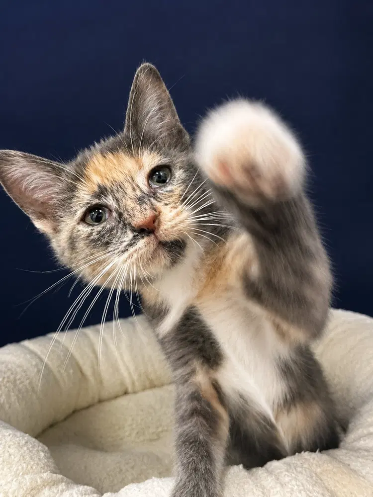 Maisie - Domestic Short Hair