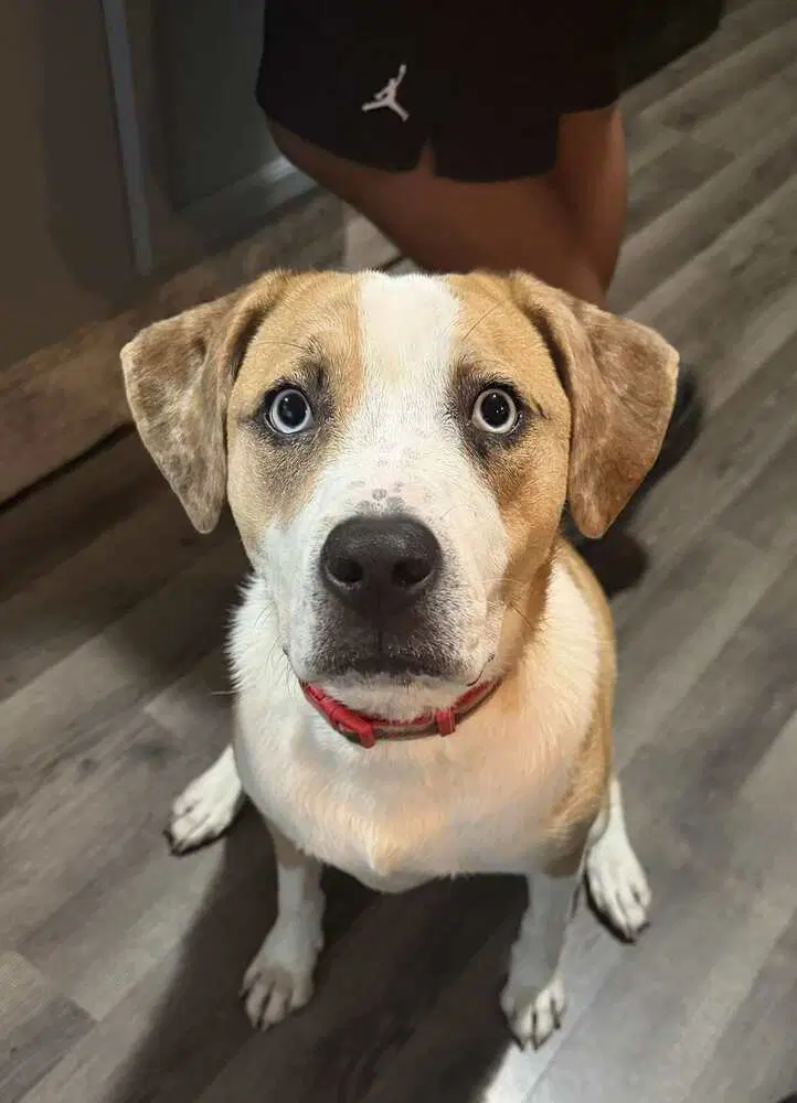 Nyla Ronnie - American Pit Bull Terrier