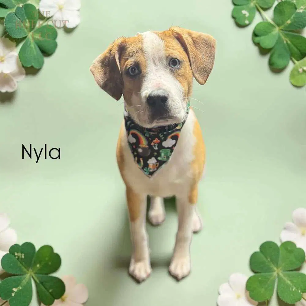 Nyla Ronnie image 2