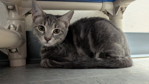 Lyra, a cat for adoption from It Takes A Village No-Kill Rescue