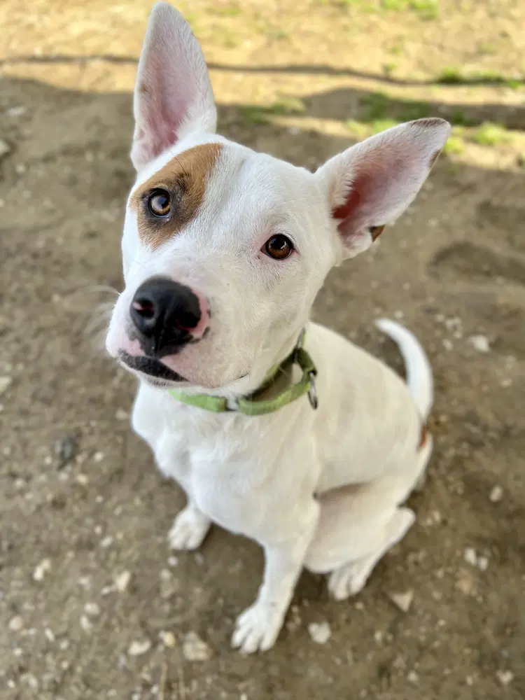 Branch - Pit Bull Terrier