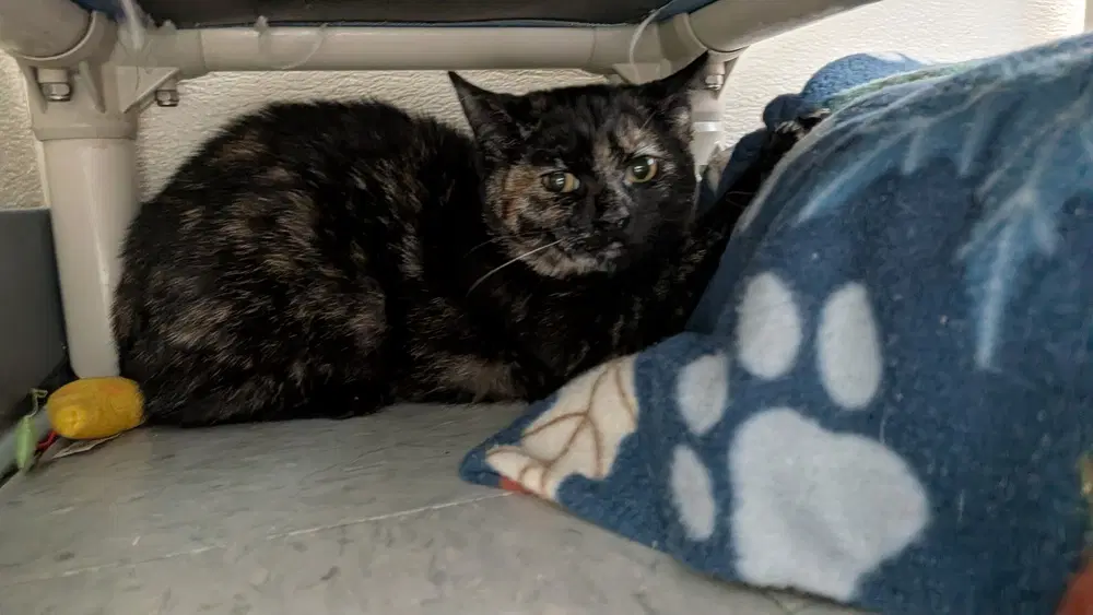 Saffron - Domestic Short Hair
