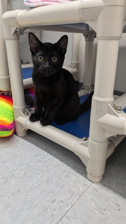 Fennel, Domestic Short Hair (short coat)