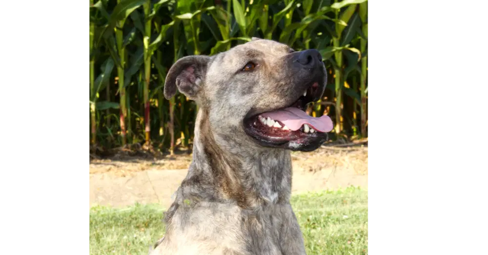 Zeus Baby - Pit Bull Terrier