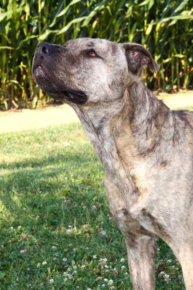Zeus Baby image 2