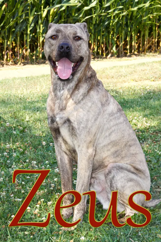 Zeus Baby image 4
