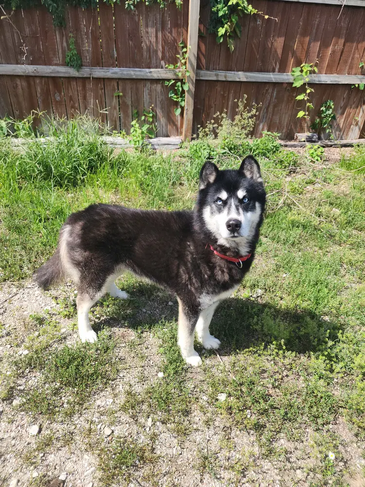 Tallon - Husky