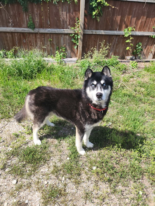 Tallon, a dog for adoption from It Takes A Village No-Kill Rescue