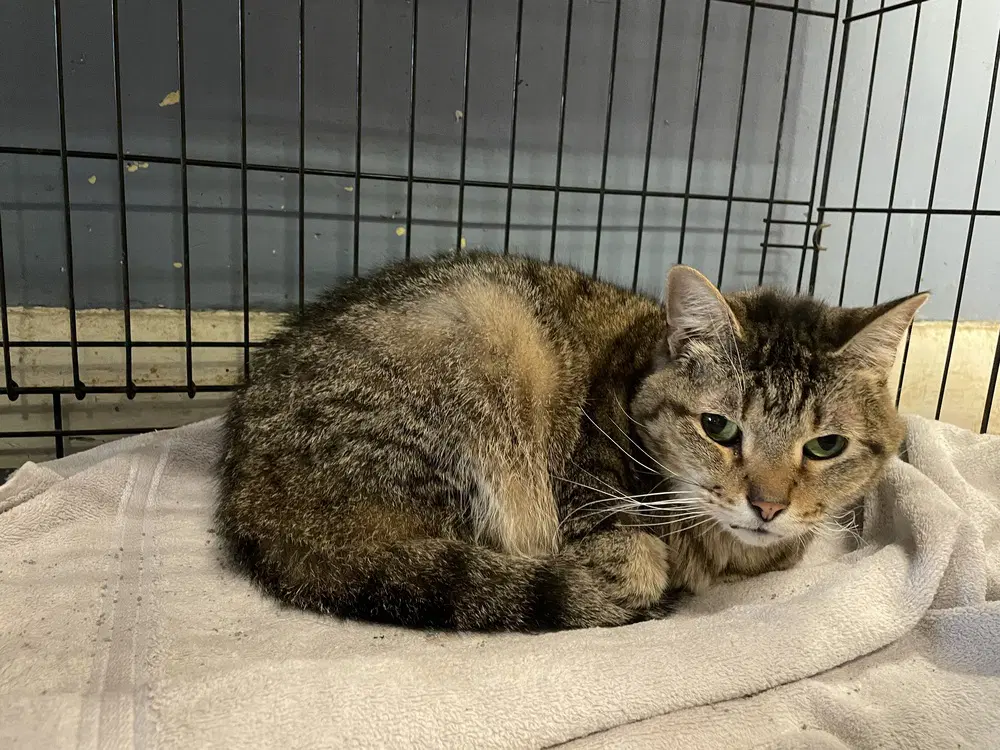 Nami - Domestic Short Hair